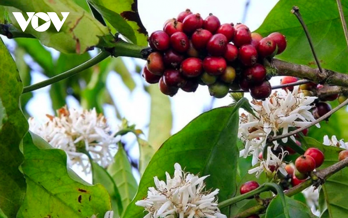 Giá cà phê hôm nay 2/10: Cà phê Robusta, Arabica đồng loạt giảm